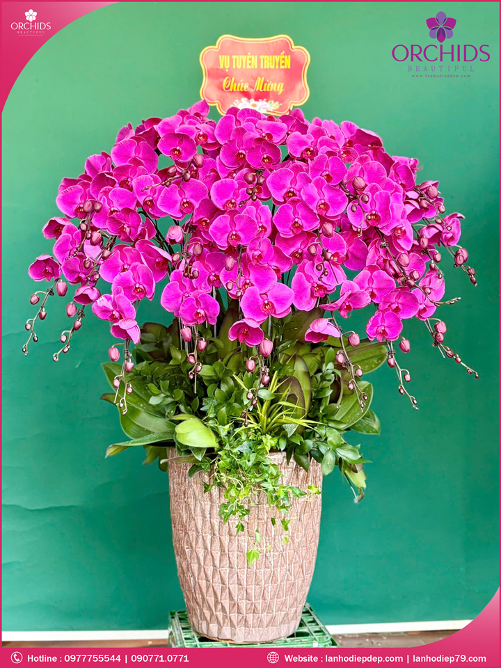 Chậu hoa lan hồ điệp tím 25 cành