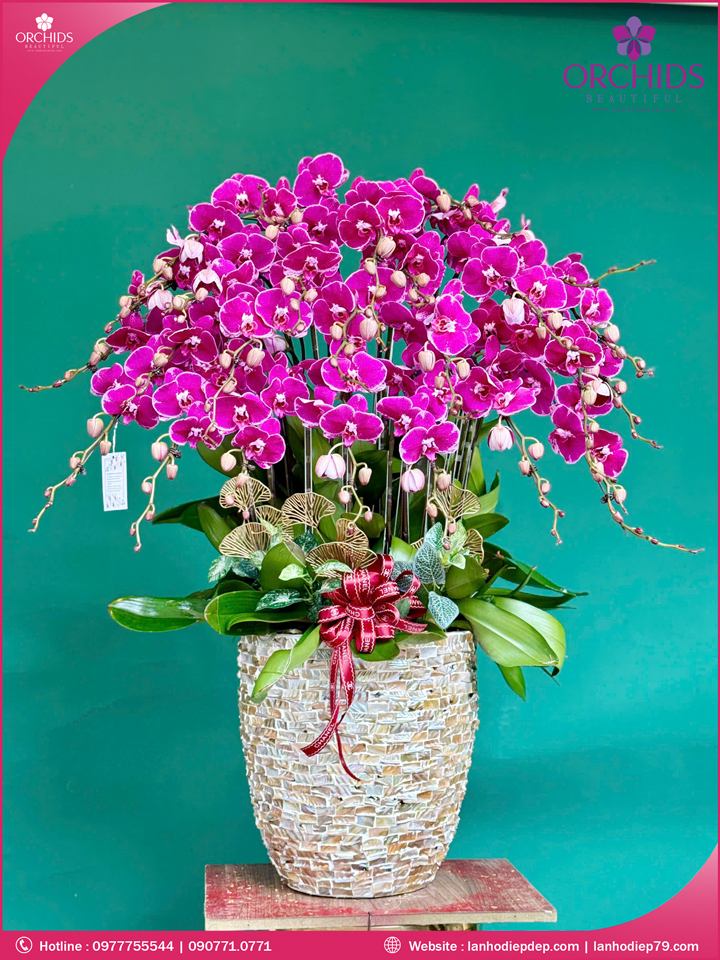 Chậu hoa lan hồ điệp tím 25 cành