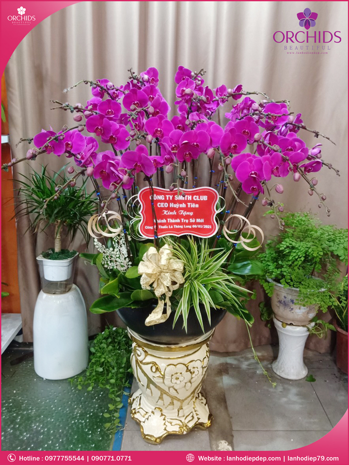 Chậu hoa lan hồ điệp tím 26 cành