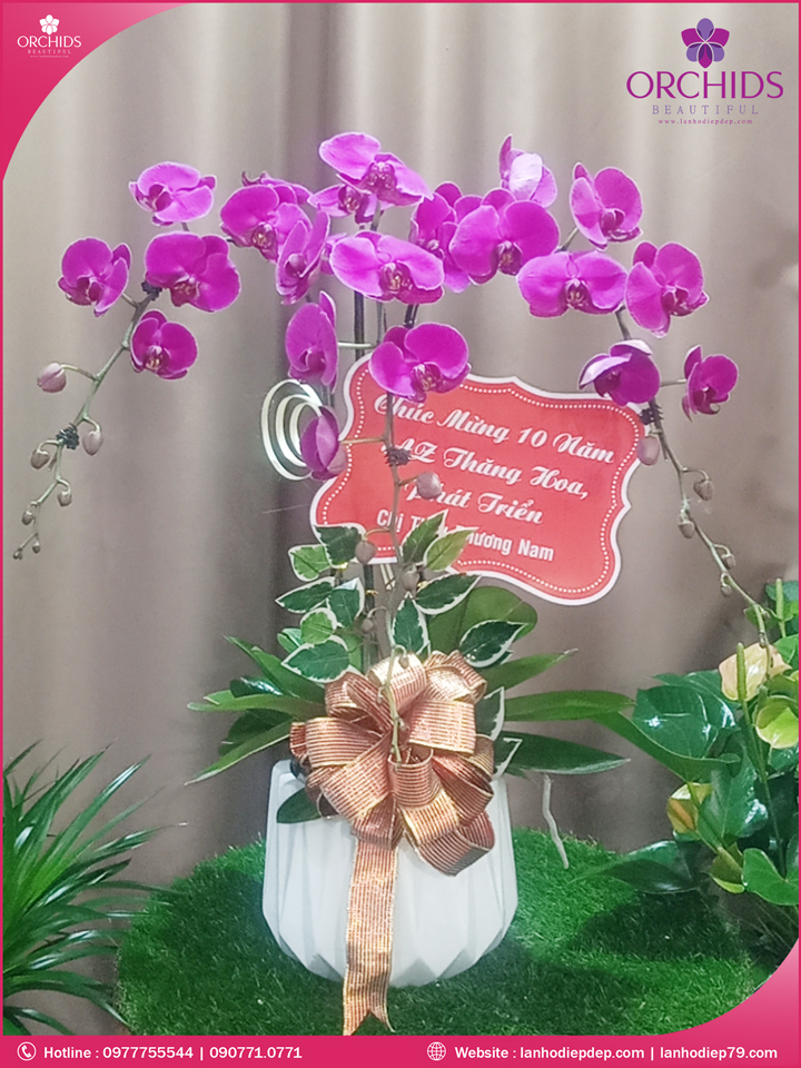 Chậu hoa lan hồ điệp tím 3 cành