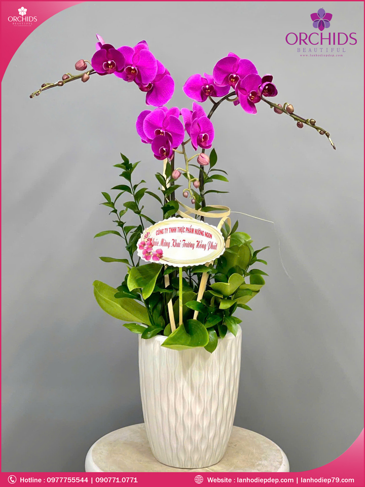 Chậu hoa lan hồ điệp tím 3 cành