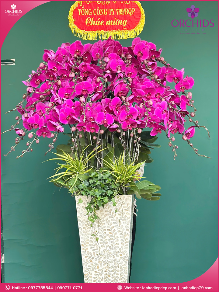 Chậu hoa lan hồ điệp tím 30 cành