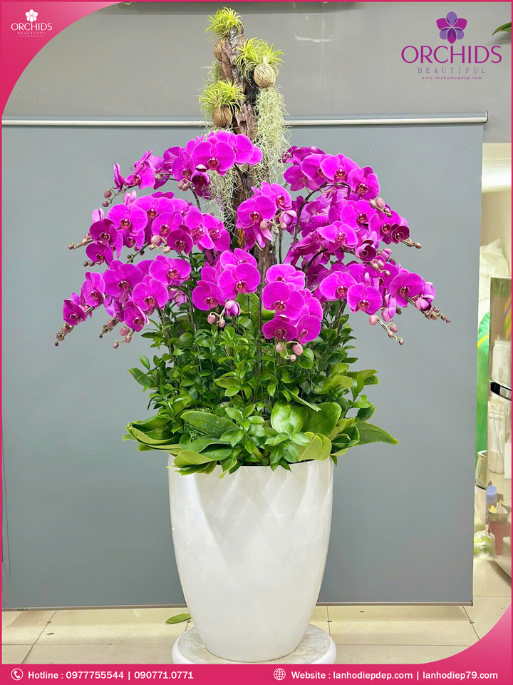 Chậu hoa lan hồ điệp tím 30 cành
