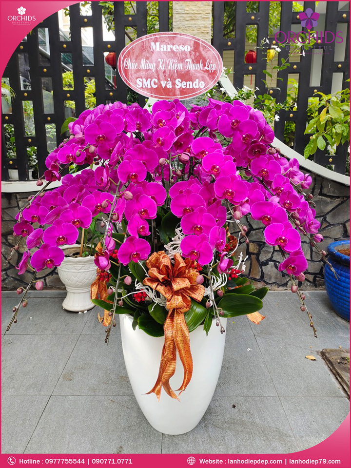 Chậu hoa lan hồ điệp tím 30 cành
