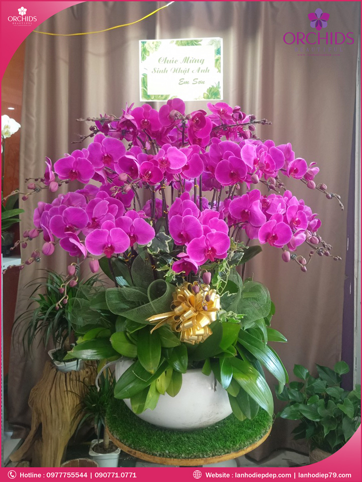 Chậu hoa lan hồ điệp tím 30 cành