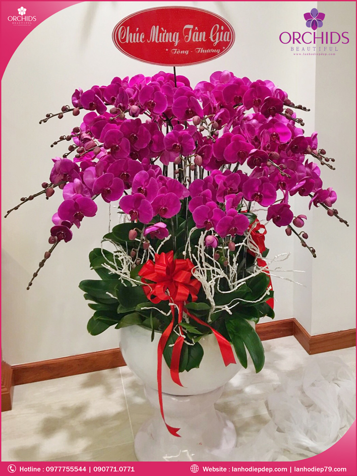 Chậu hoa lan hồ điệp tím 30 cành