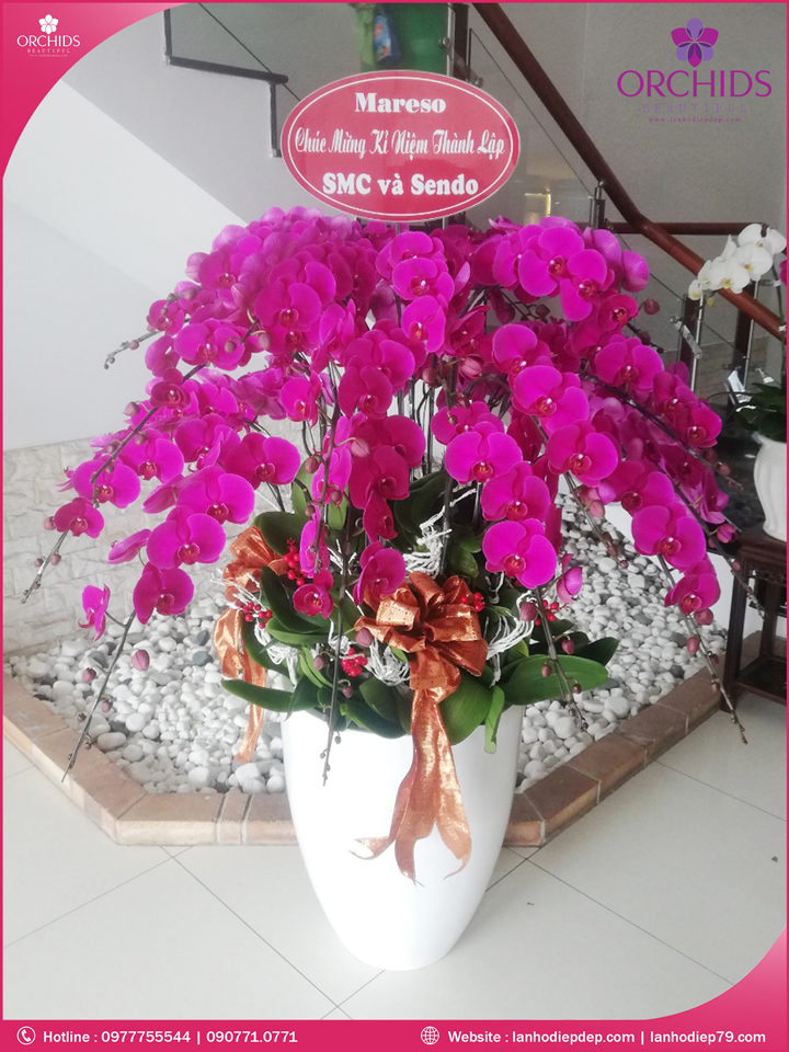 Chậu hoa lan hồ điệp tím 30 cành