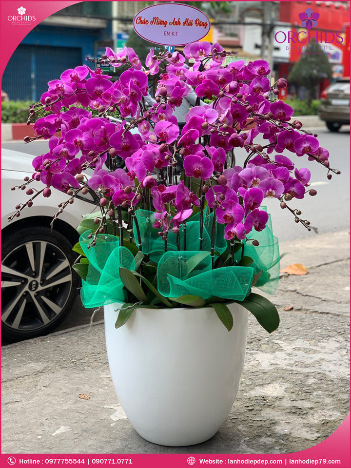Chậu hoa lan hồ điệp tím 30 cành