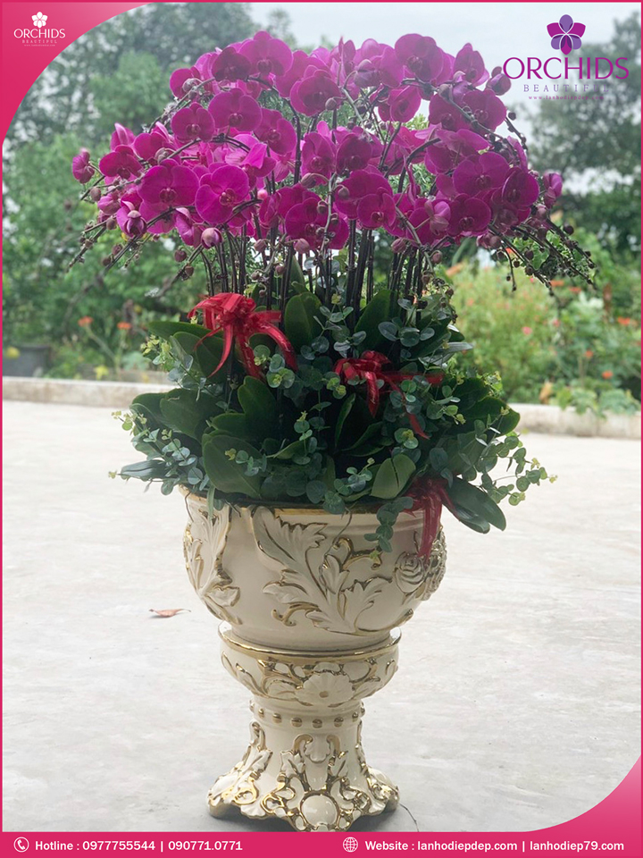 Chậu hoa lan hồ điệp tím 35 cành