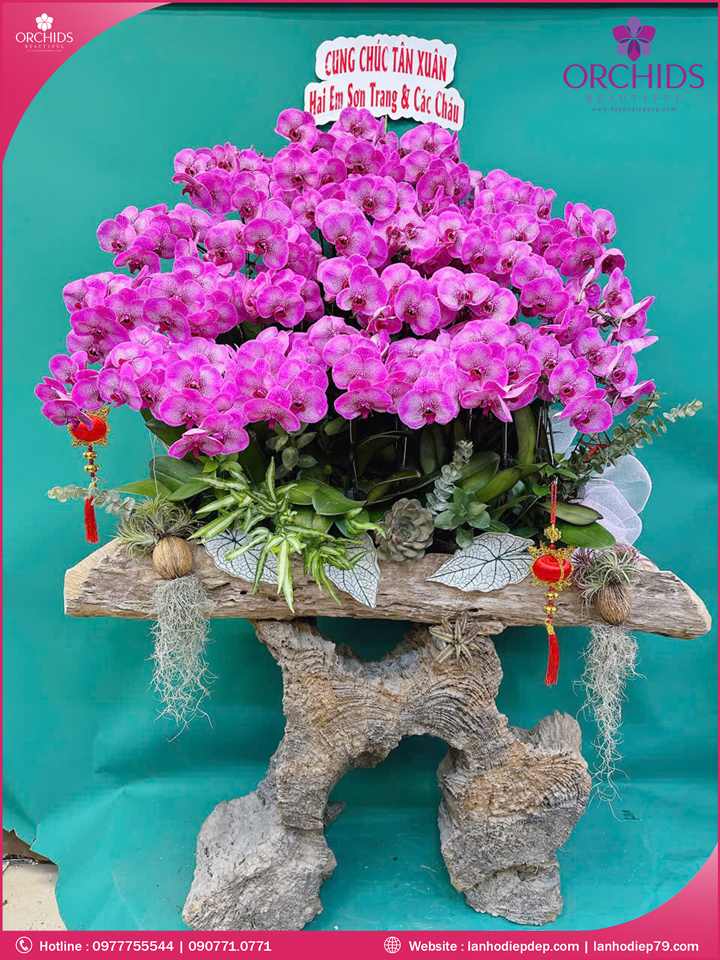 Chậu hoa lan hồ điệp tím ghép lũa 39 cành