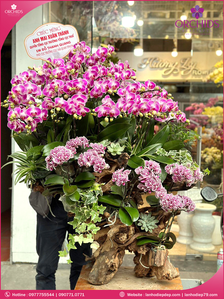 Chậu hoa lan hồ điệp tím ghép lũa 40 cành