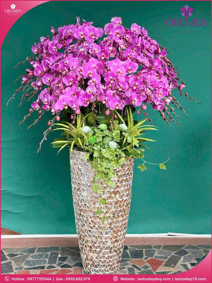 Chậu hoa lan hồ điệp tím 40 cành