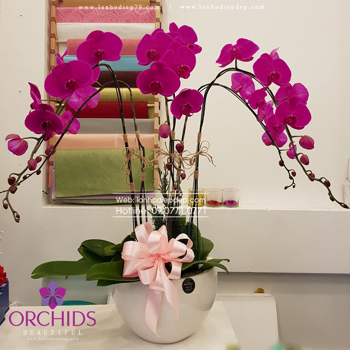 Chậu hoa lan hồ điệp tím 5 cành