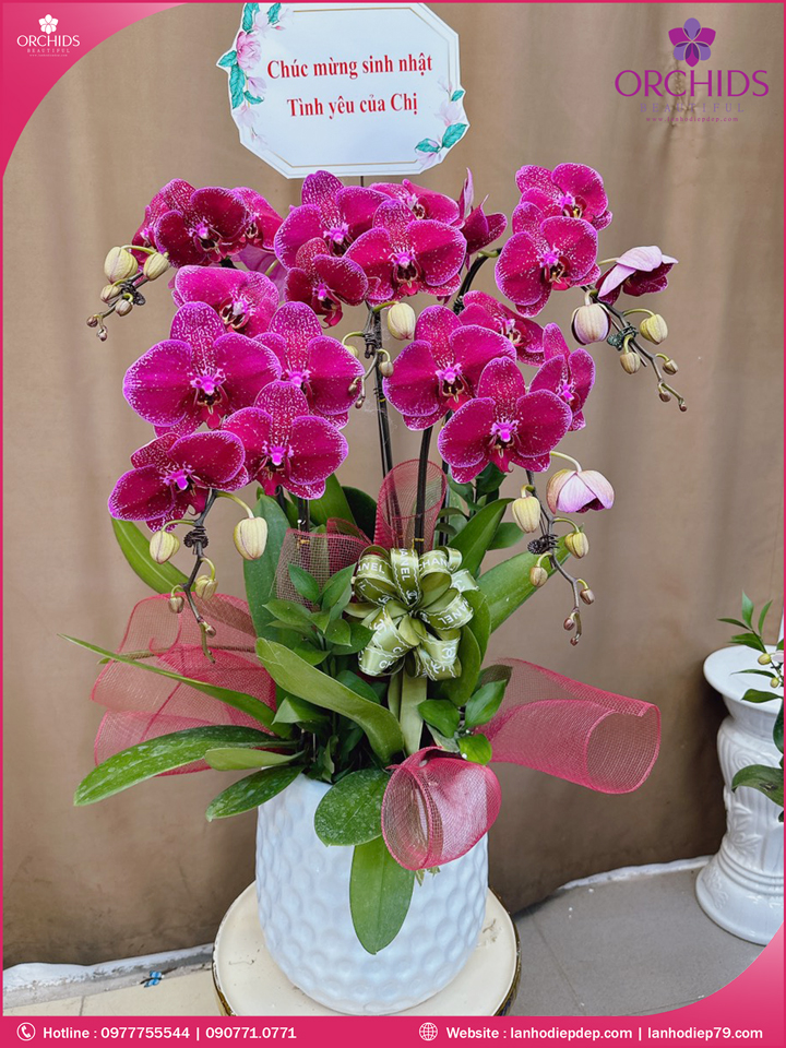 Chậu hoa lan hồ điệp tím 5 cành