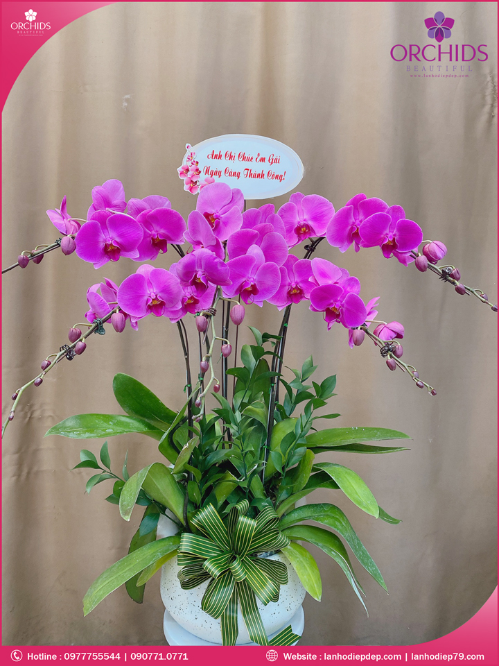 Chậu hoa lan hồ điệp tím 5 cành