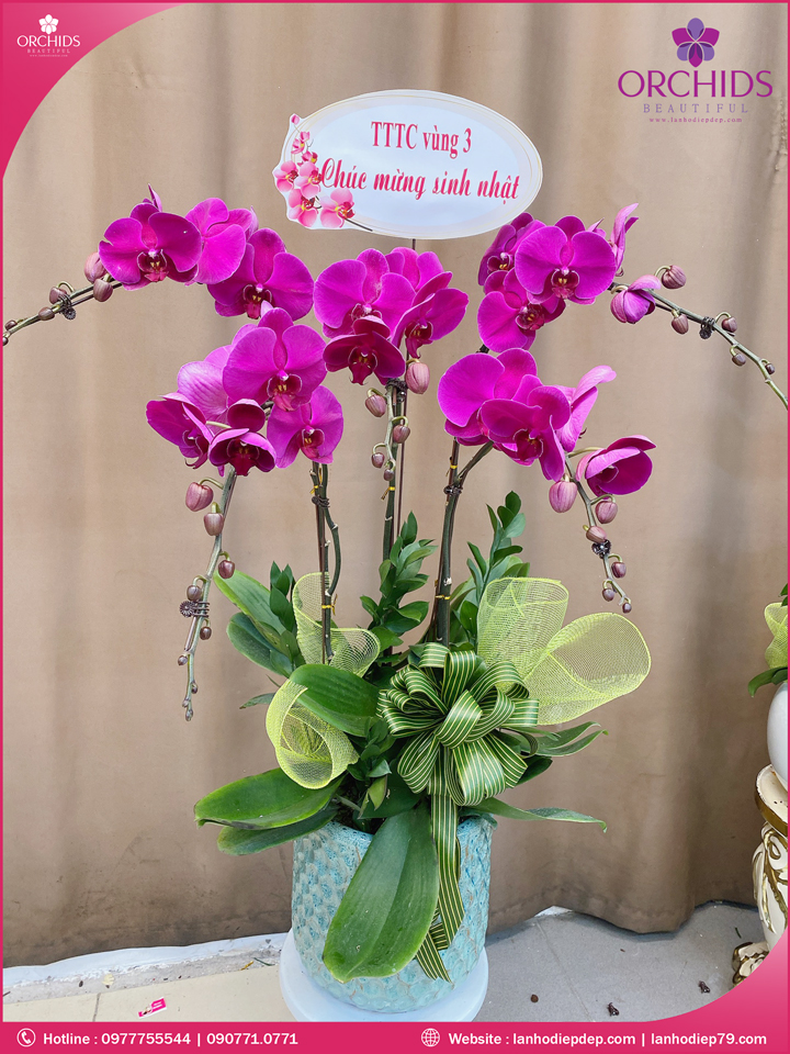 Chậu hoa lan hồ điệp tím 5 cành