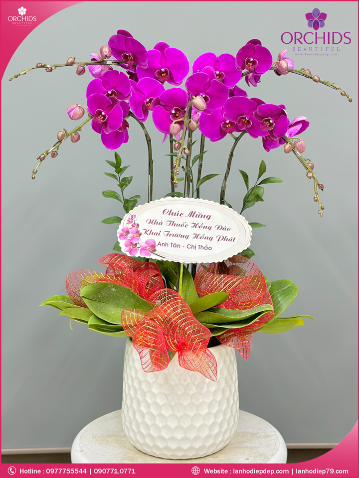 Chậu hoa lan hồ điệp tím 5 cành