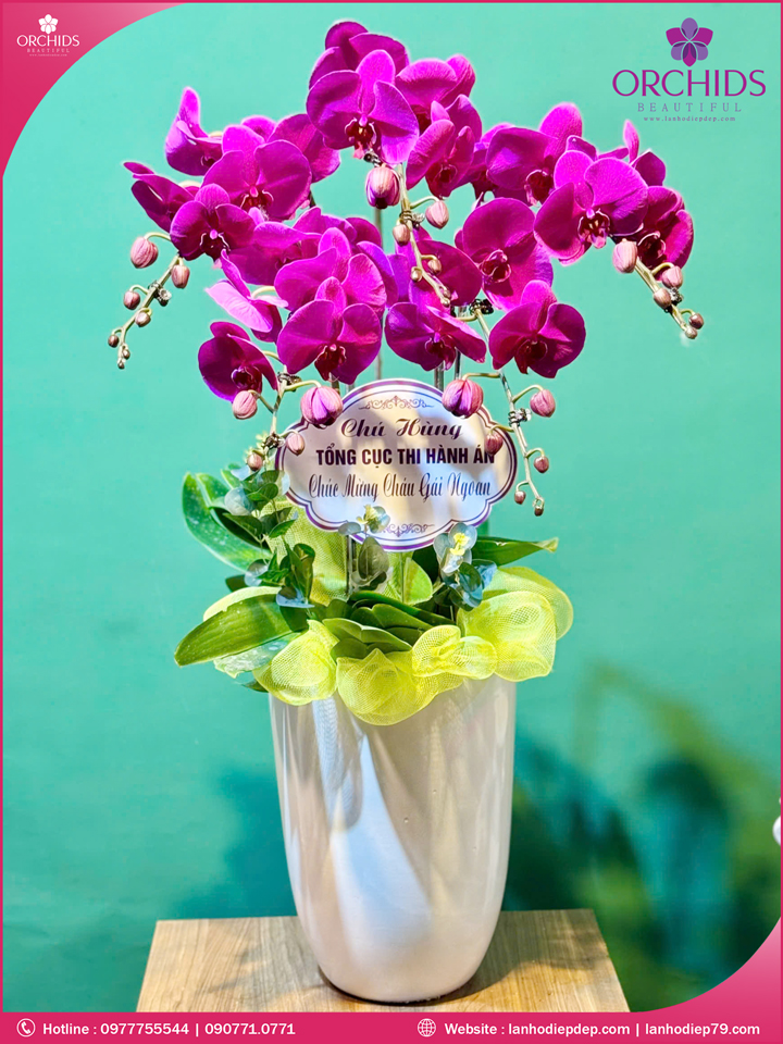 Chậu hoa lan hồ điệp tím 5 cành