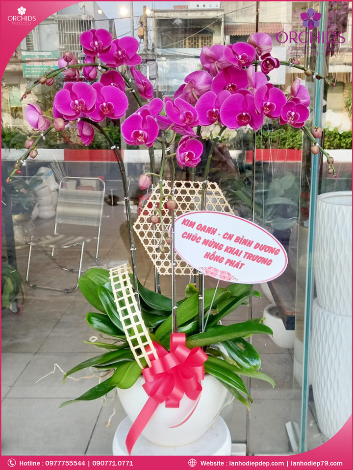 Chậu hoa lan hồ điệp tím 5 cành
