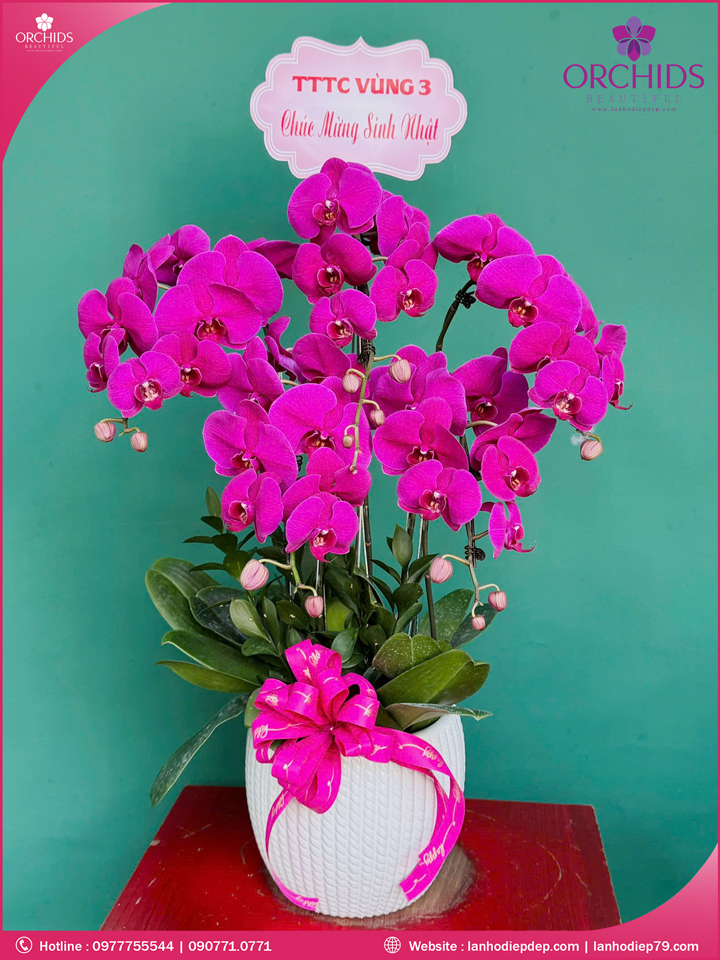 Chậu hoa lan hồ điệp tím 5 cành