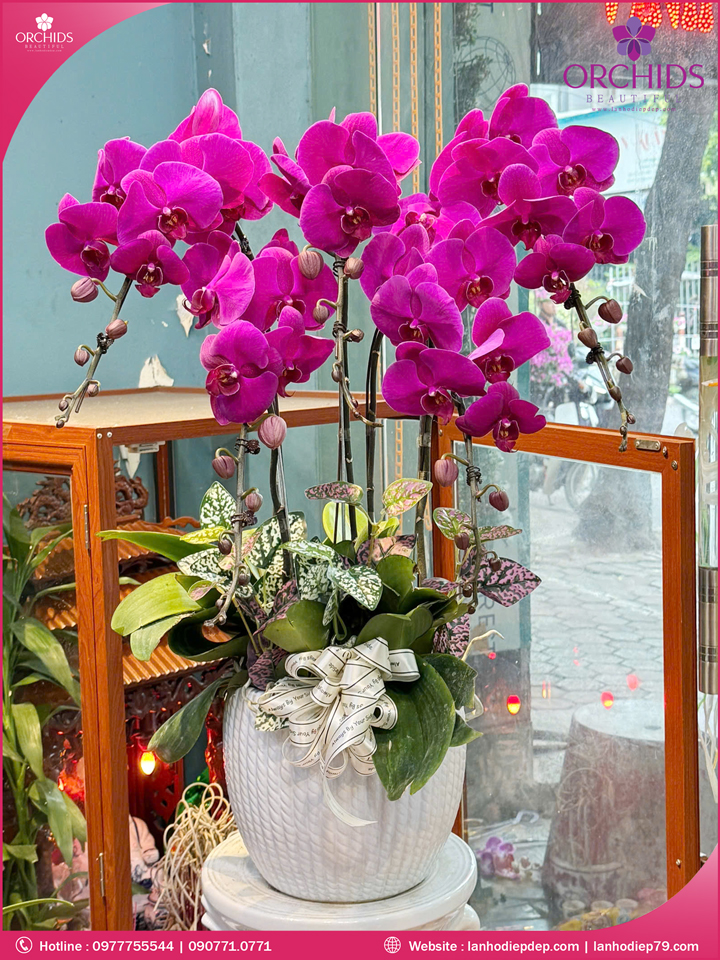 Chậu hoa lan hồ điệp tím 5 cành
