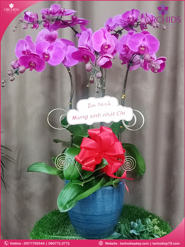 Chậu hoa lan hồ điệp tím 5 cành