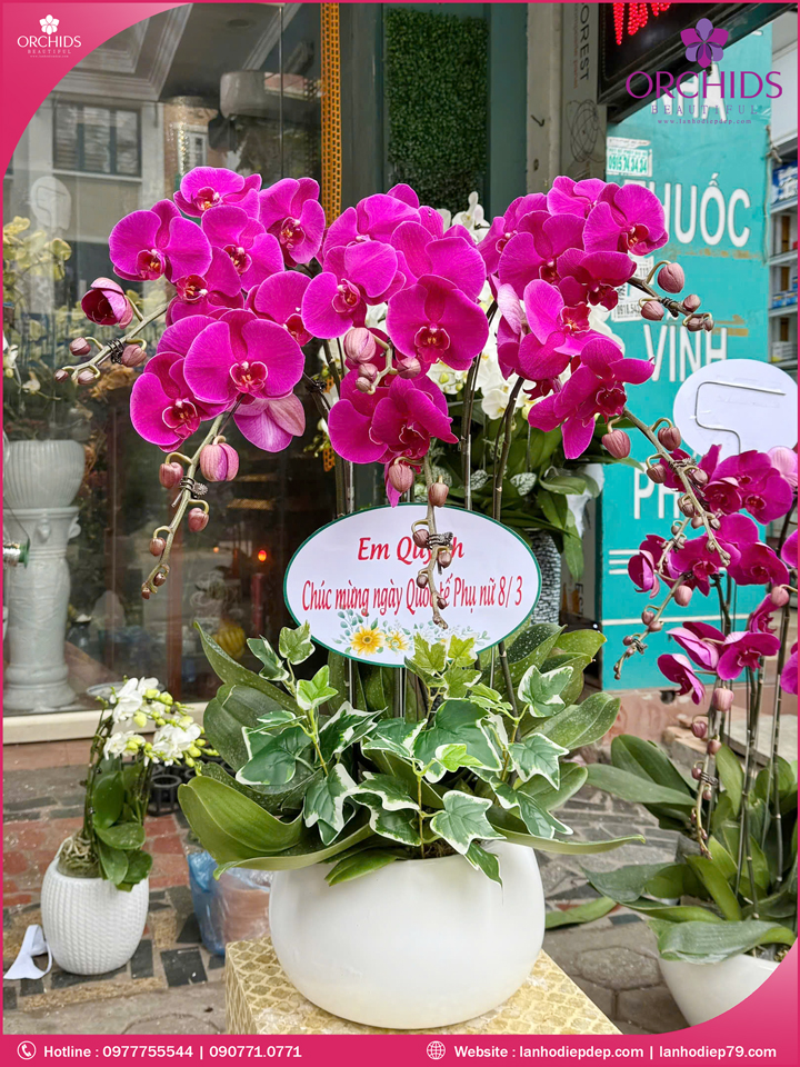 Chậu hoa lan hồ điệp tím 5 cành