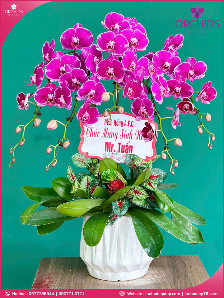 Chậu hoa lan hồ điệp tím 5 cành
