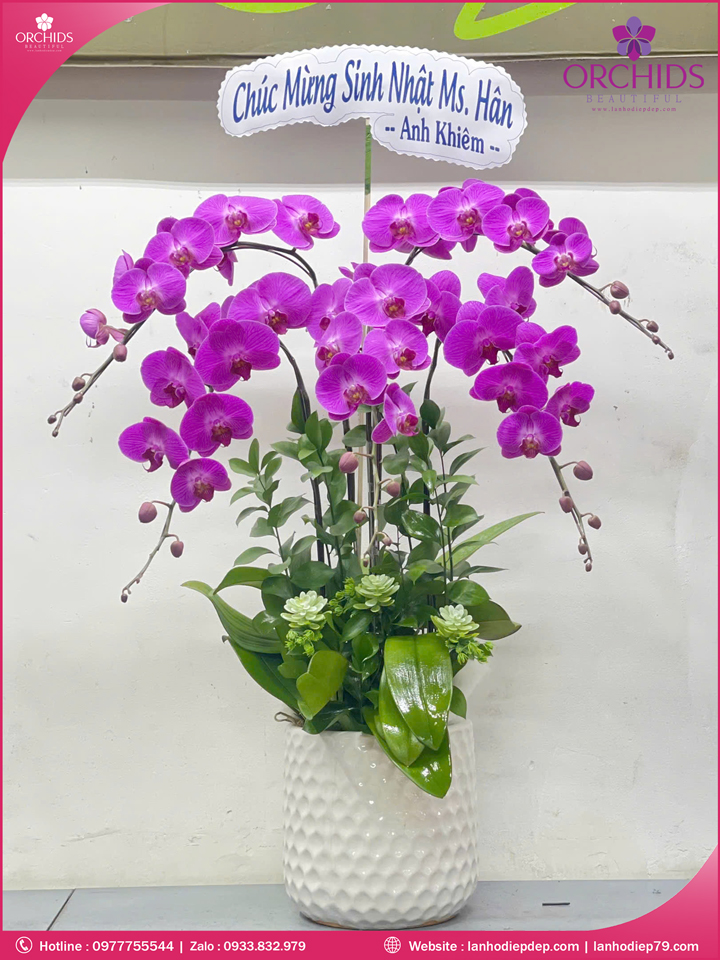 Chậu hoa lan hồ điệp tím 5 cành T178