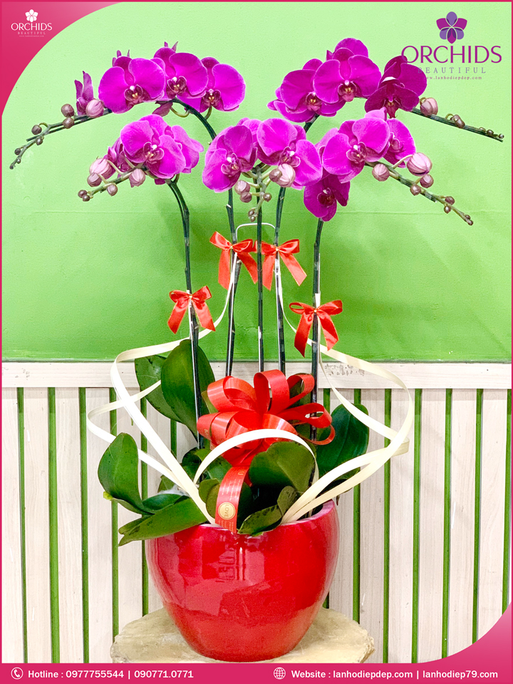 Chậu hoa lan hồ điệp tím 5 cành