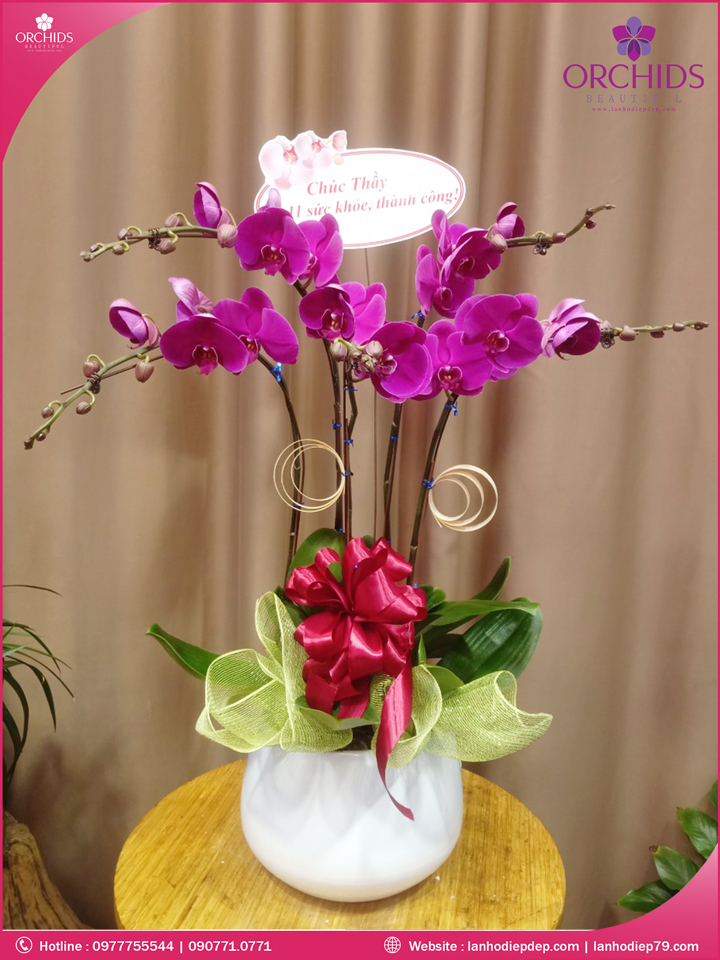Chậu hoa lan hồ điệp tím 5 cành