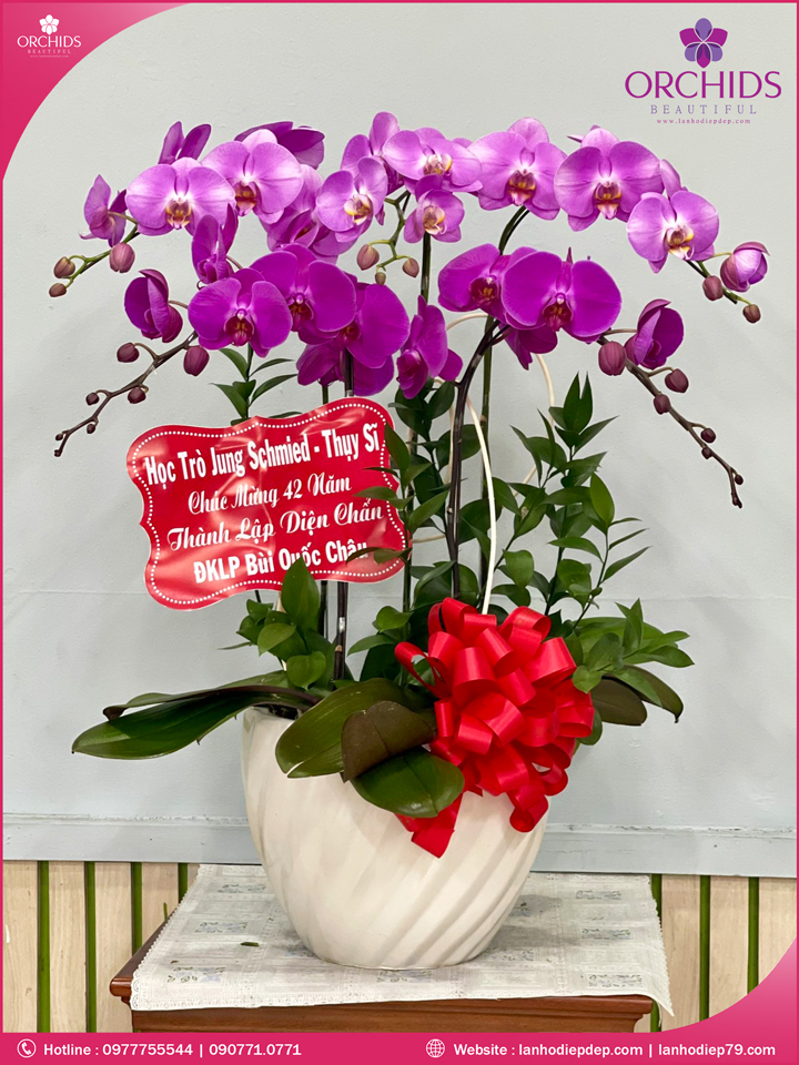 Chậu hoa lan hồ điệp tím 5 cành