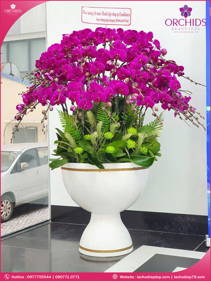 Chậu hoa lan hồ điệp tím 50 cành