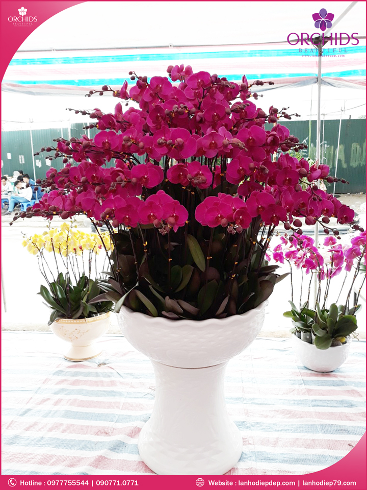 Chậu hoa lan hồ điệp tím 50 cành