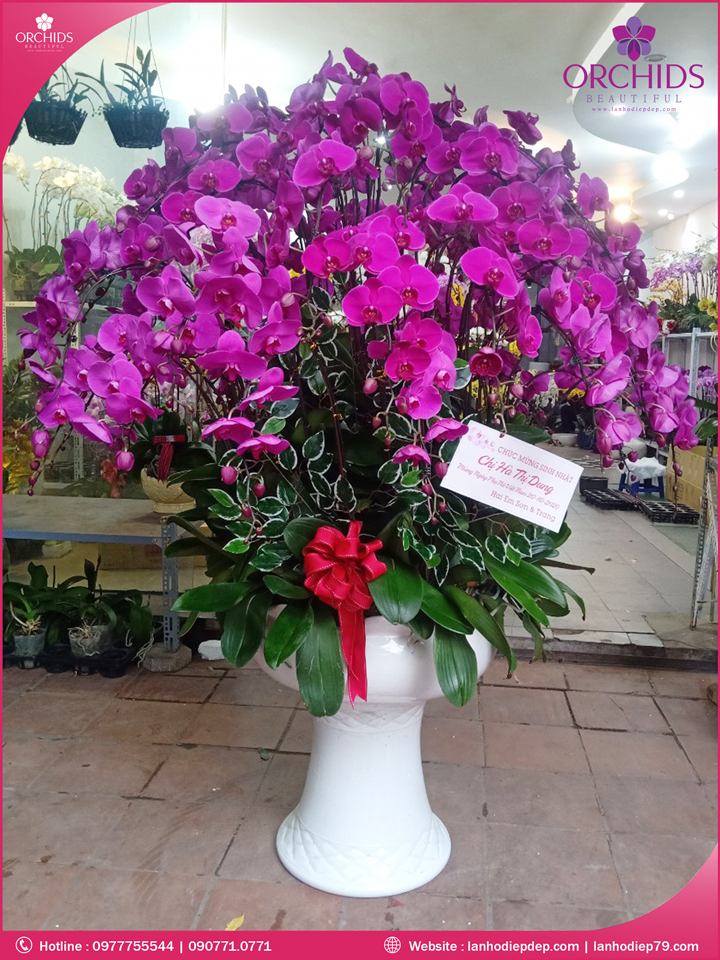 Chậu hoa lan hồ điệp tím 50 cành