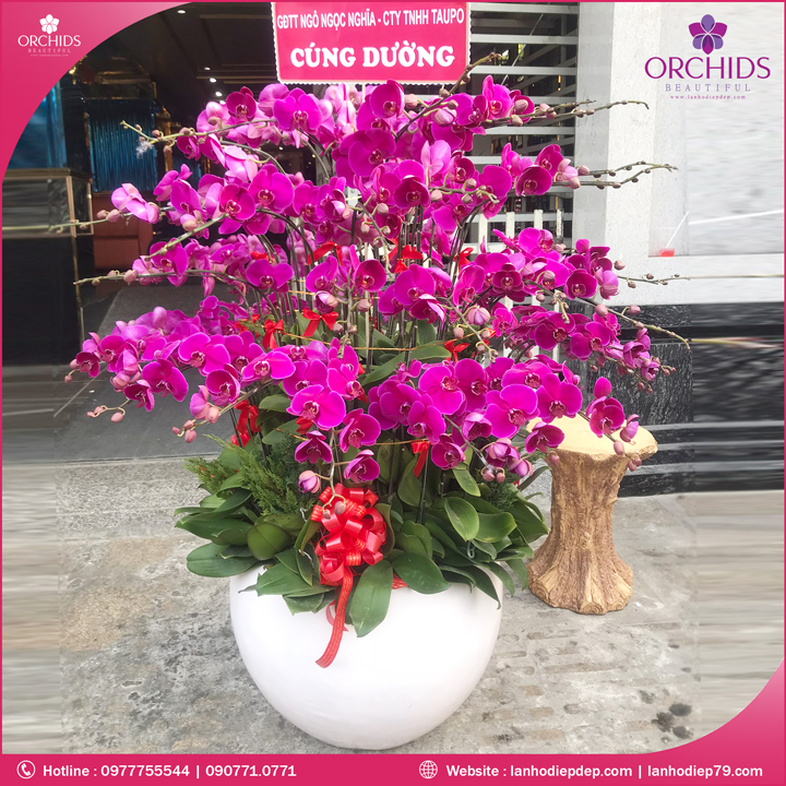 Chậu hoa lan hồ điệp tím 50 cành