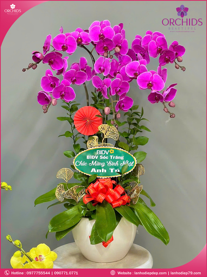 Chậu hoa lan hồ điệp tím 6 cành