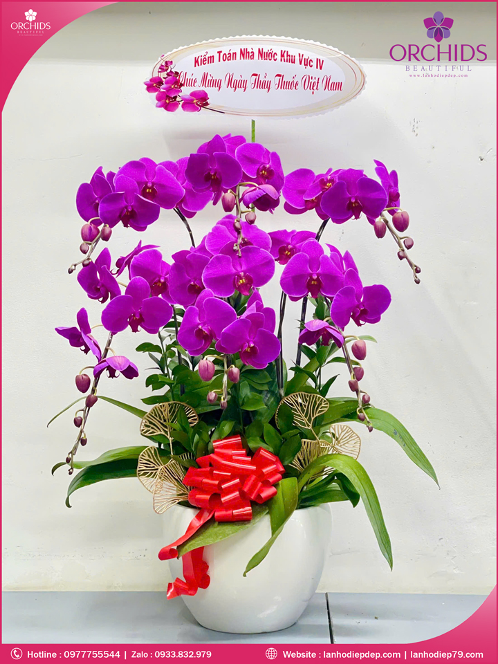 Chậu hoa lan hồ điệp tím 6 cành