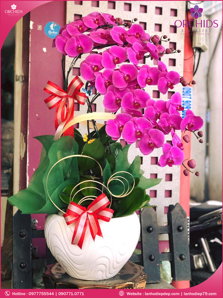 Chậu hoa lan hồ điệp tím 6 cành