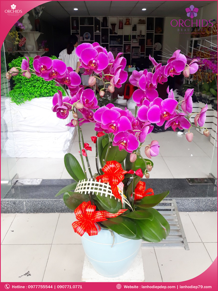 Chậu hoa lan hồ điệp tím 6 cành