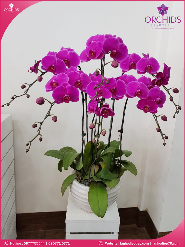 Chậu hoa lan hồ điệp tím 6 cành