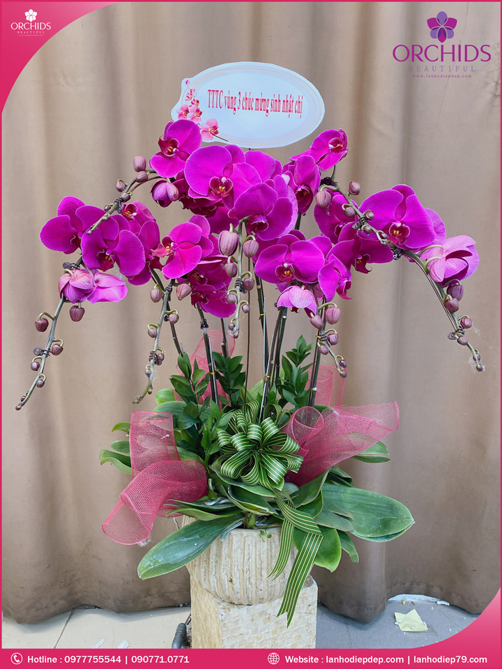 Chậu hoa lan hồ điệp tím 7 cành