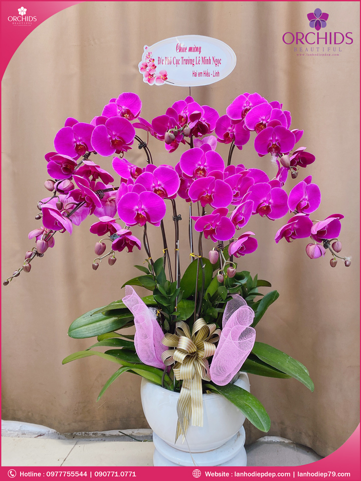Chậu hoa lan hồ điệp tím 7 cành