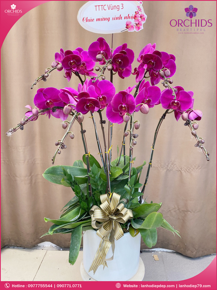 Chậu hoa lan hồ điệp tím 7 cành