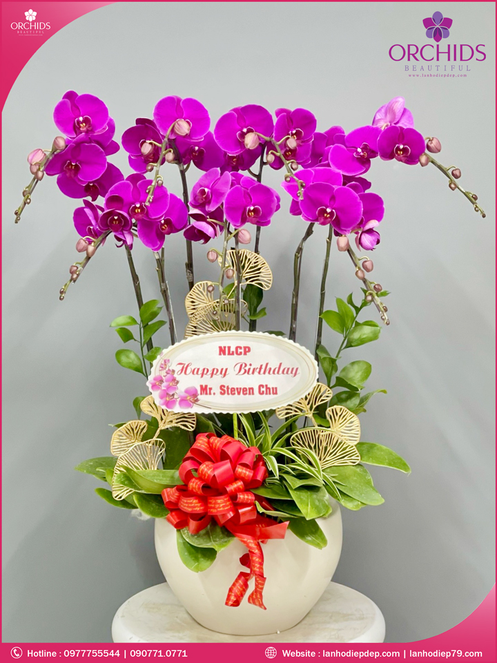 Chậu hoa lan hồ điệp tím 7 cành