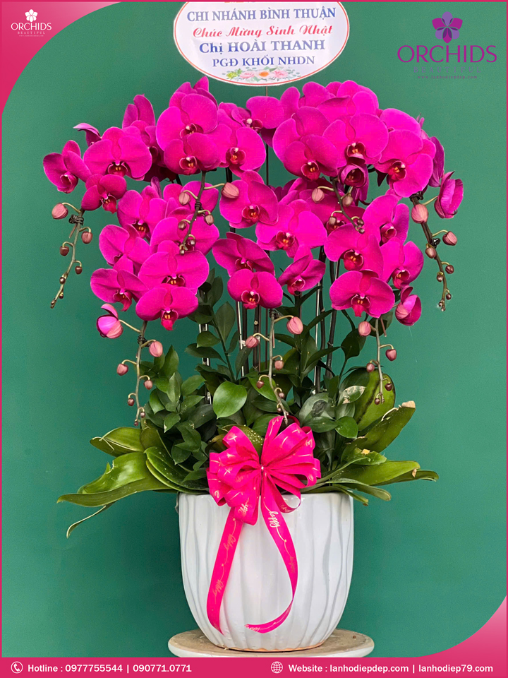 Chậu hoa lan hồ điệp tím 7 cành