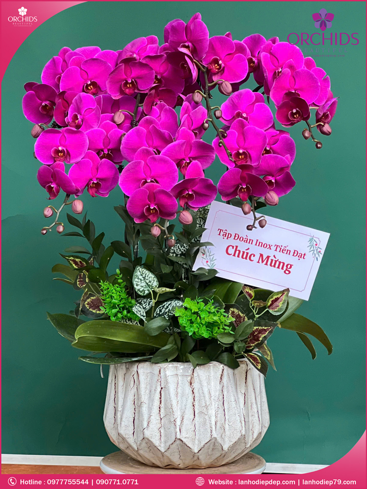 Chậu hoa lan hồ điệp tím 7 cành