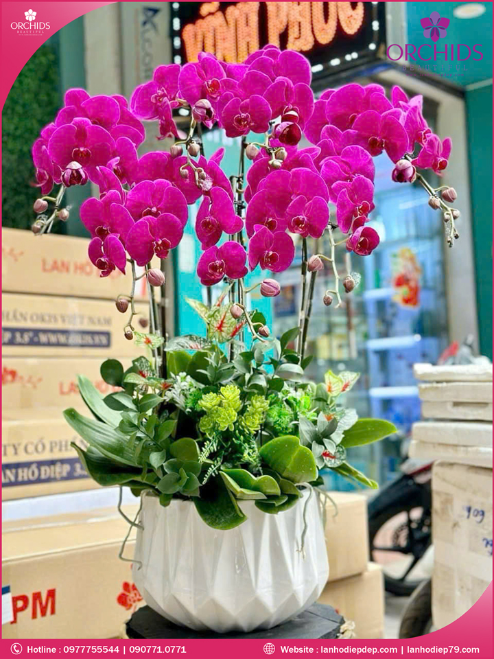 Chạu hoa lan hồ điệp tím 7 cành