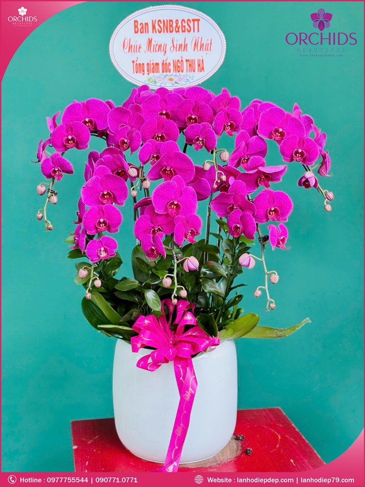 Chậu hoa lan hồ điệp tím 7 cành