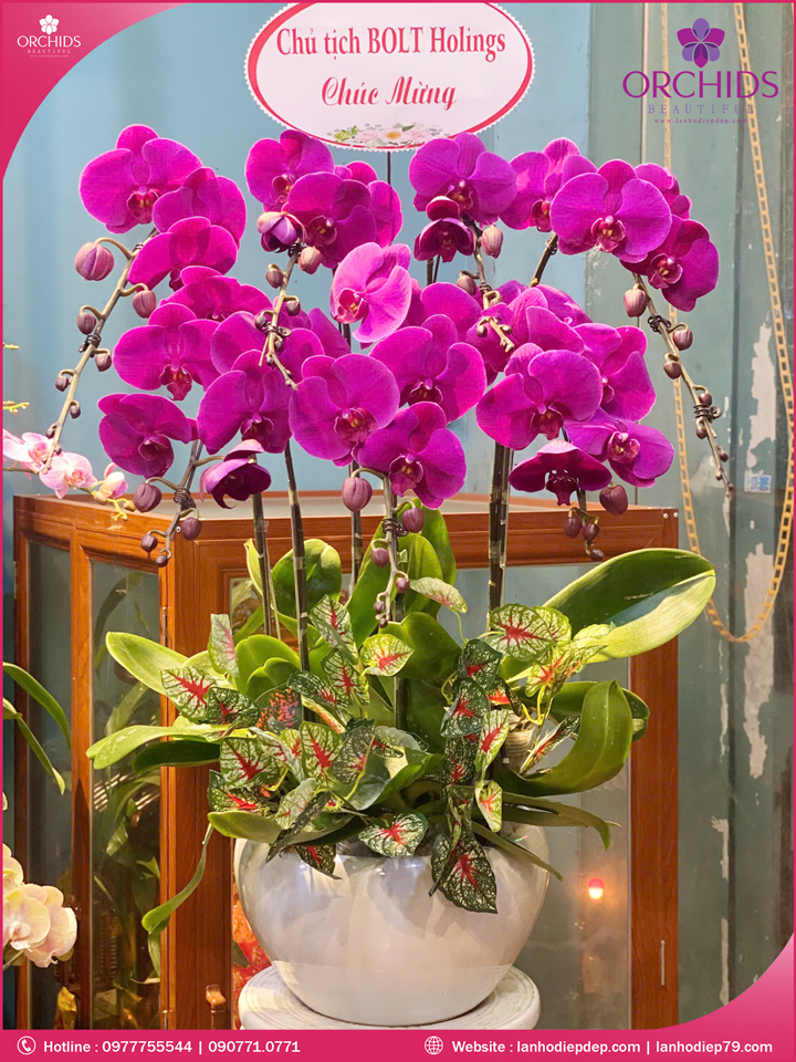 Chậu hoa lan hồ điệp tím 7 cành